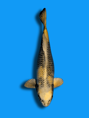 Kin Ki Utsuri | Koi&Co.